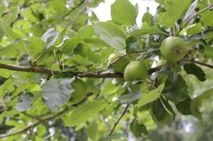 Appeltreeinbremerhavenimrentuzun4