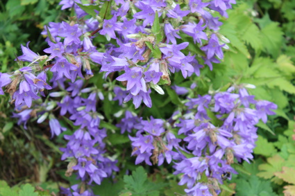 Blumenbremerhavenimrentuzun3