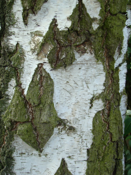 Treeofwilkeatelierimrentuzun10